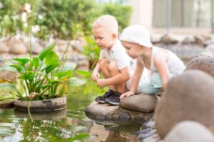 Baby Rubber Plant Care