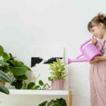 Baby Rubber Plant Care: The Ultimate Beginner-Friendly Guide 5 Baby Rubber Plant Care