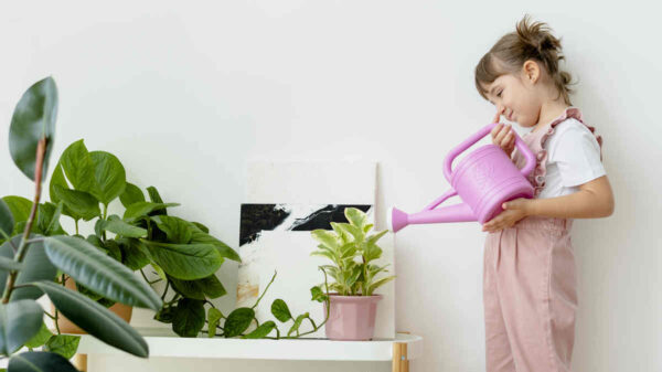 Baby Rubber Plant Care